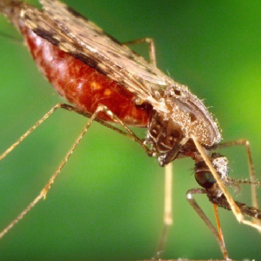  Anopheles 