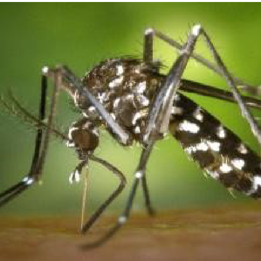  ' The chikungunya virus 