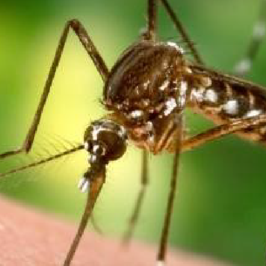  Dengue 