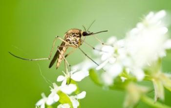 יתוש על פרח לבן