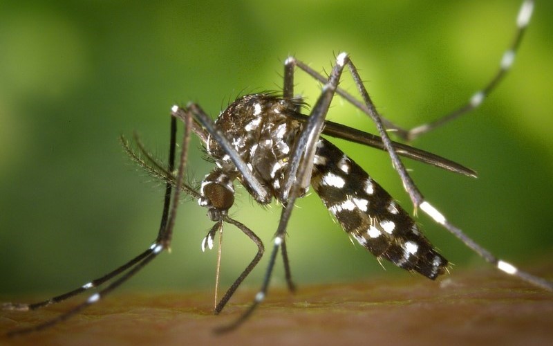 יתוש הנמר האסייתי